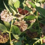 Mourning Cloak