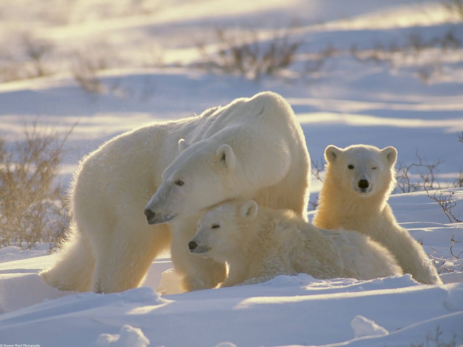polar bears