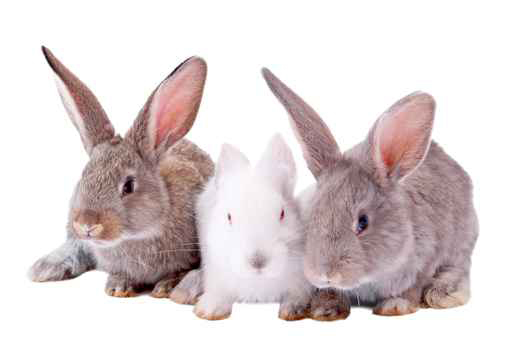 rabbits