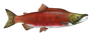 Salmon